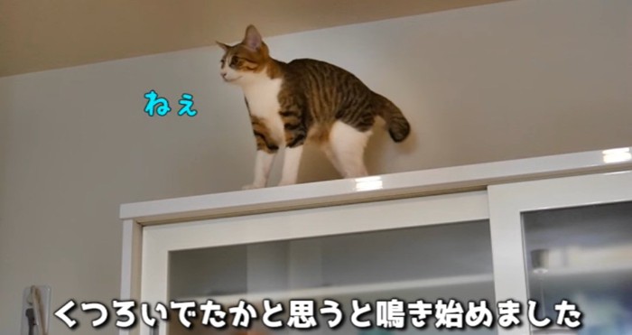 食器棚の上の猫