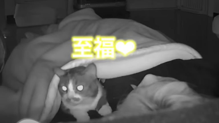 ベッドに入りながら腕枕されている猫