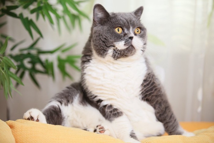 ソファーに座る肥満気味の猫