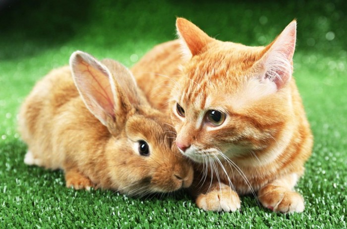 ウサギと猫