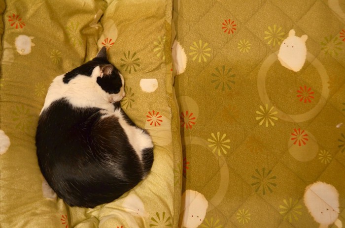 布団の上で寝る猫