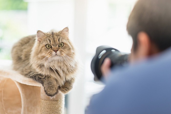 猫の写真を撮る男性の後ろ姿