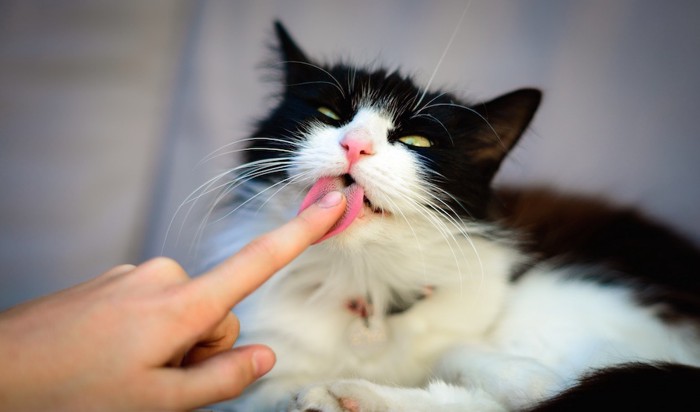 人の手を舐める猫