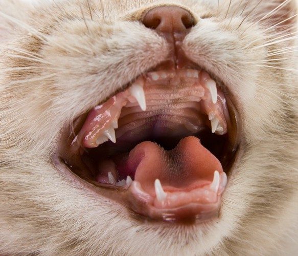 猫の歯