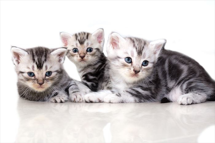 3匹のアメリカンショートヘア子猫