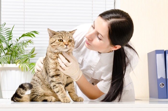 獣医に触診される猫