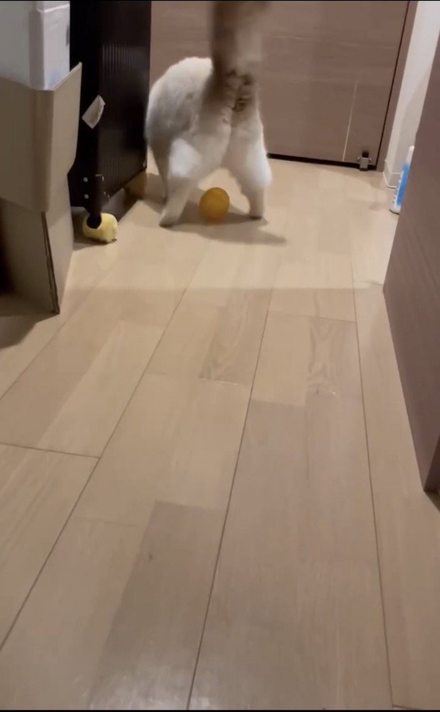 ボールで遊ぶ猫