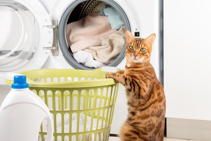 洗濯かごに入る猫