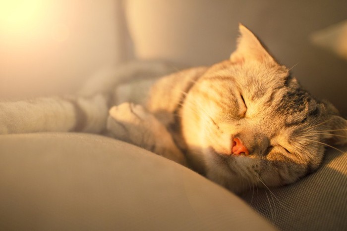 日差しと眠る猫
