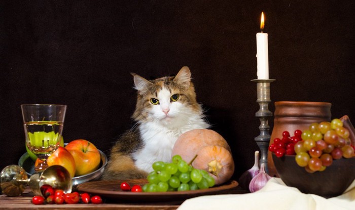 猫の晩餐会