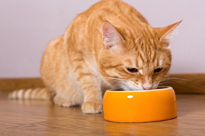 オレンジの器でご飯を食べる猫
