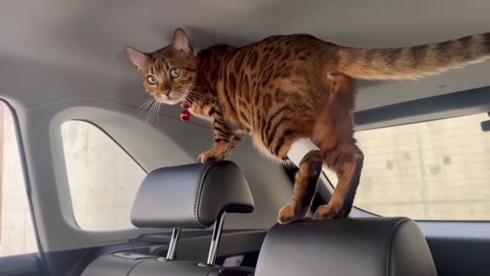 車の中にいる猫