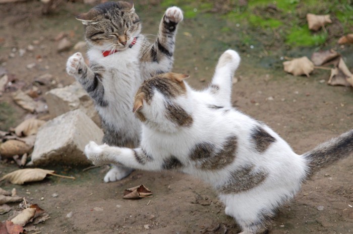 戦う猫達