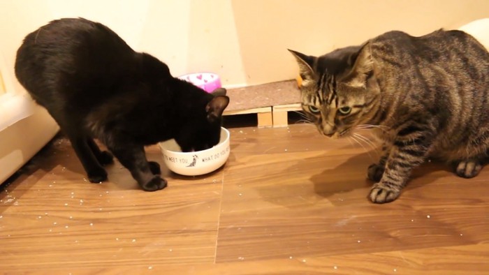 ごはんを食べる黒猫と前を見るキジトラ