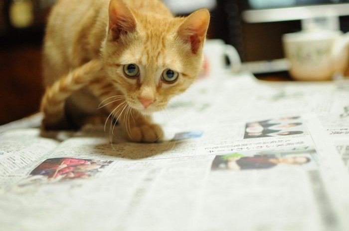 新聞の上の猫