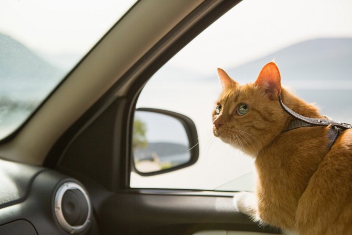 ハーネスを着けて車の中に座る猫