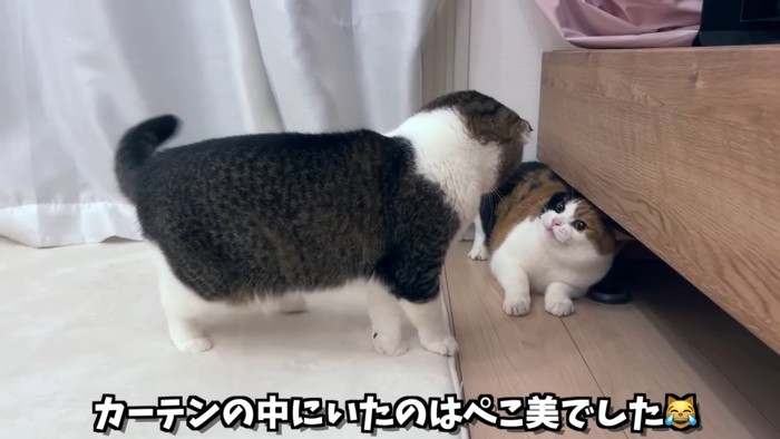 立っている猫と姿勢を低くする猫