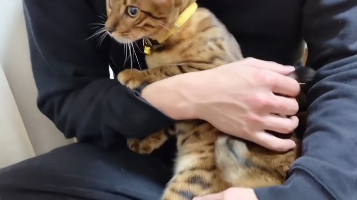 抱っこされる黄色の首輪の猫
