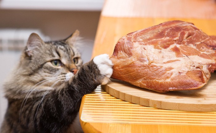 肉の塊を狙う猫