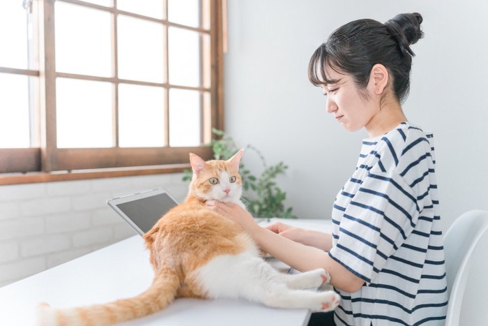 在宅勤務の仕事の邪魔をする猫とテレワークする女性