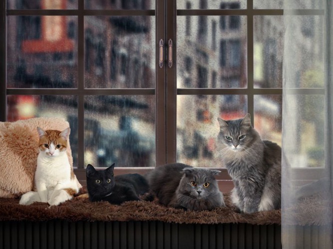 窓際に並ぶ猫
