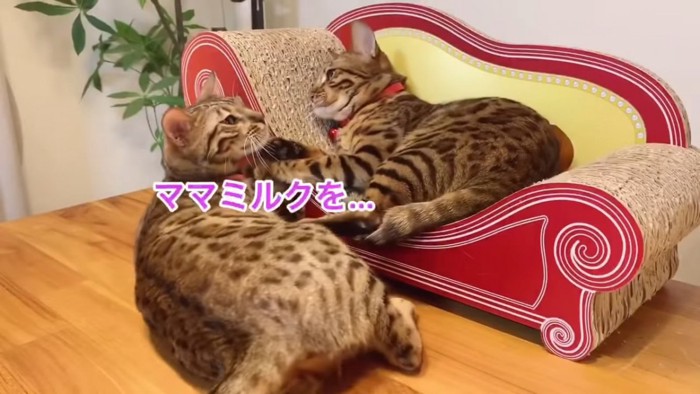 爪とぎソファーの上の猫と隣にいる猫