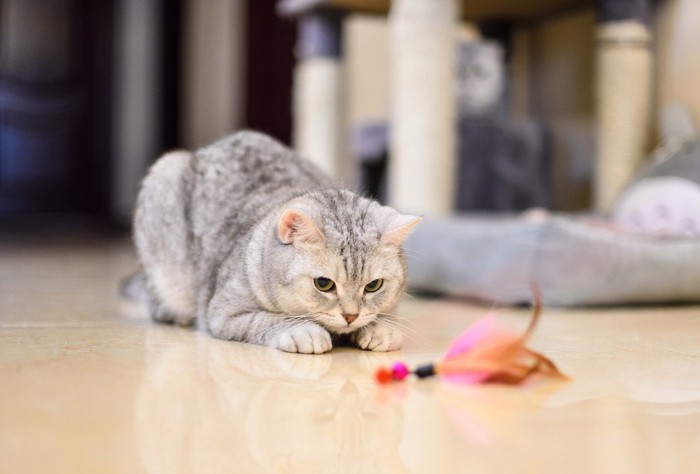 羽根のおもちゃを見つめる猫