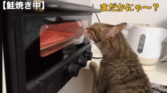 オーブンを覗く猫