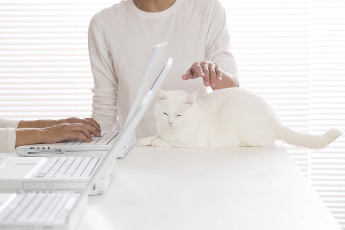 パソコンの後ろで撫でられる猫
