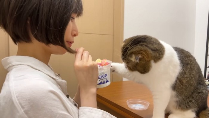 アイスの容器を触る猫