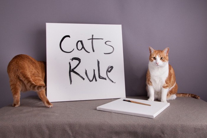 猫と猫のルールと書かれた紙