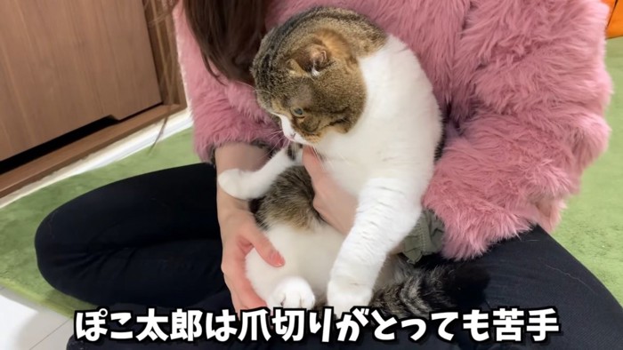 抱っこされる猫