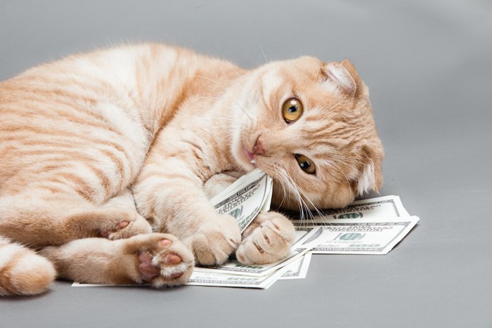 寝転がって紙幣をかじる猫