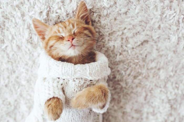 服を着て寝ている子猫