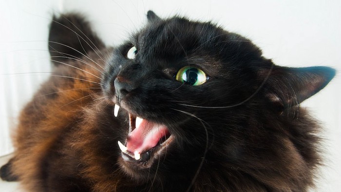 威嚇する黒い猫の顔アップ