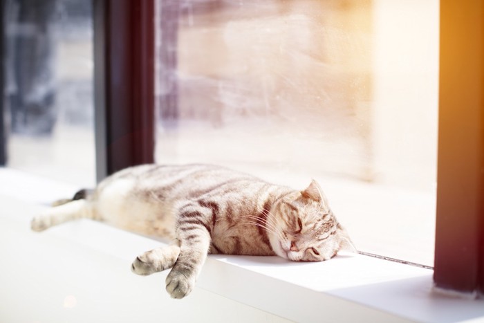 窓辺で日なたぼっこする猫