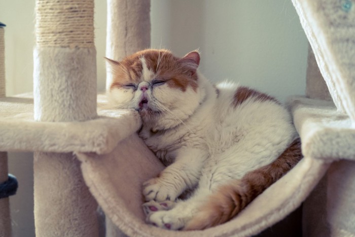 キャットタワーで休む猫