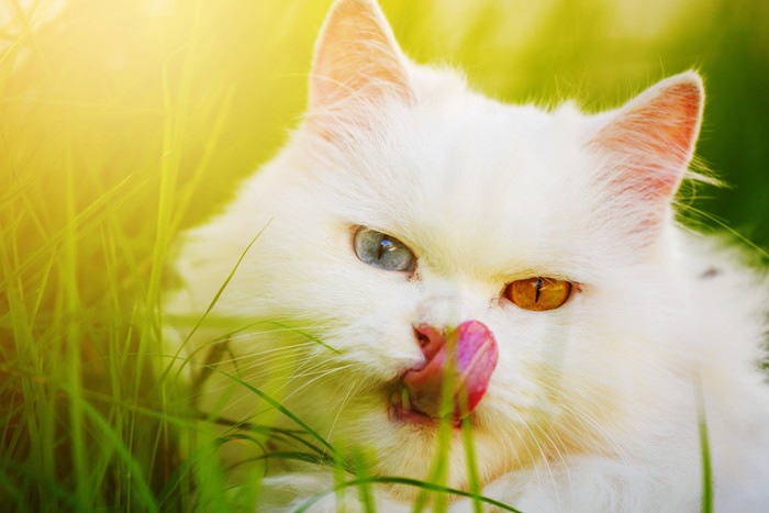 舌ペロする白猫