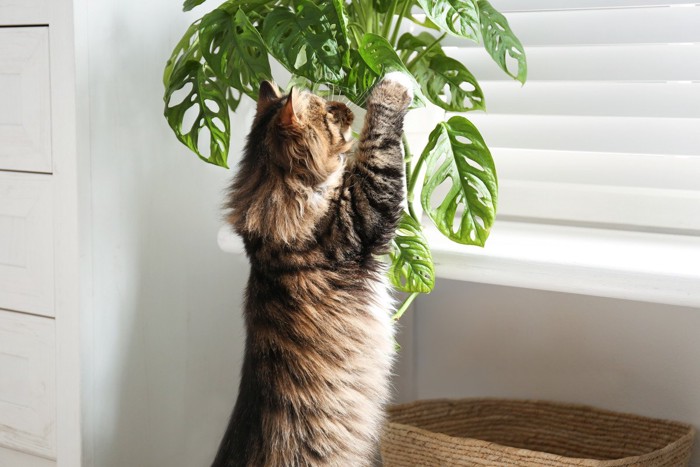 観葉植物にじゃれる猫