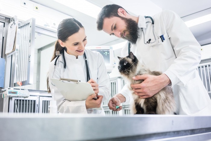猫を診察する二人の獣医