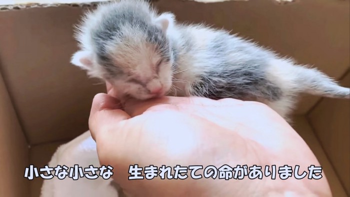 ようこそ！手のひらサイズの小さな子猫