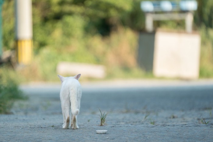道を歩く白猫の後ろ姿