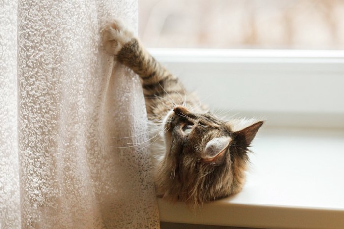 カーテンにじゃれて遊ぶ猫