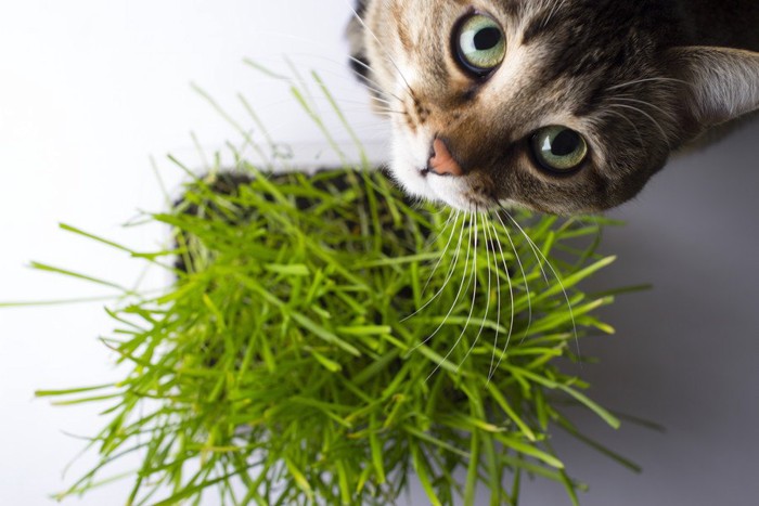 見つめる猫と猫草