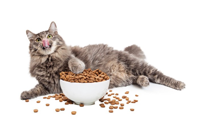 横になってご飯を食べる猫
