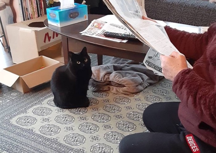 お父さんの近くに座る黒猫