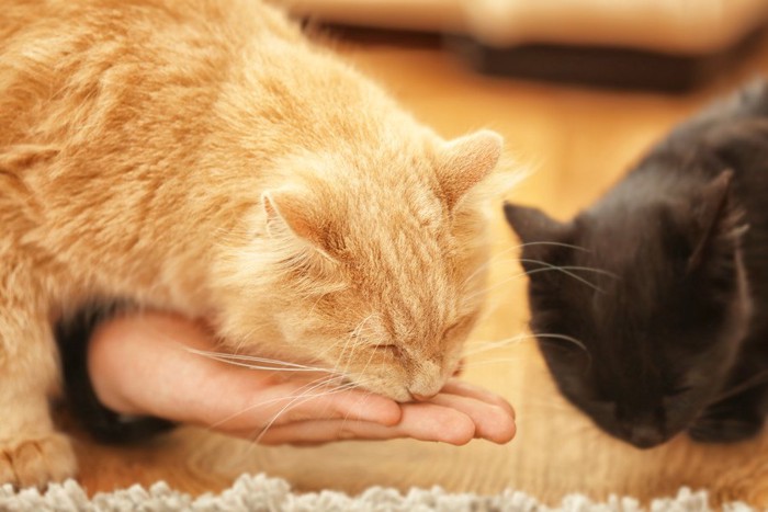 人の手を舐める茶色の猫＋黒猫