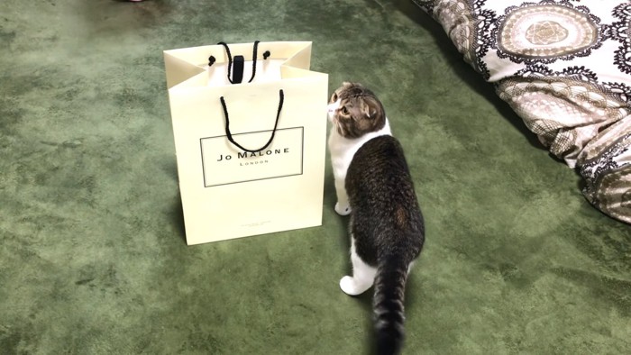 袋のに見る猫
