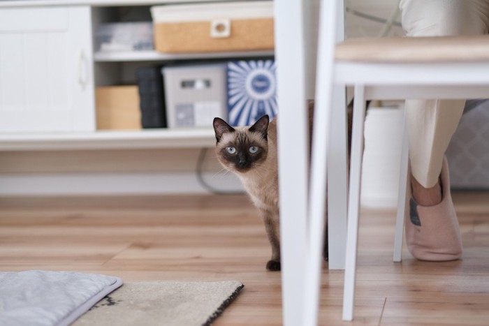 家具の後ろから覗き見する猫