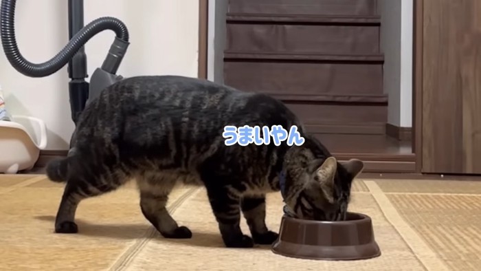 食器に顔を入れる猫